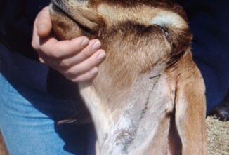 Responding to Traumatic Goat Injuries